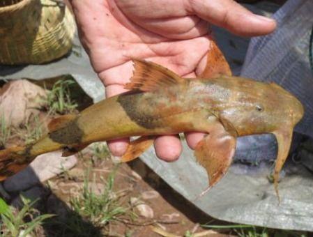 面瓜鱼怎么蒸吃,家常美味，鲜香四溢