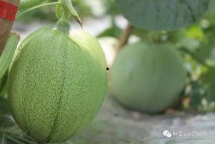 淡然吃瓜后续,揭秘娱乐圈背后的真相与温情