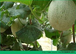 健身后吃哈密瓜会长胖吗,健身后吃哈密瓜会导致体重增加吗？