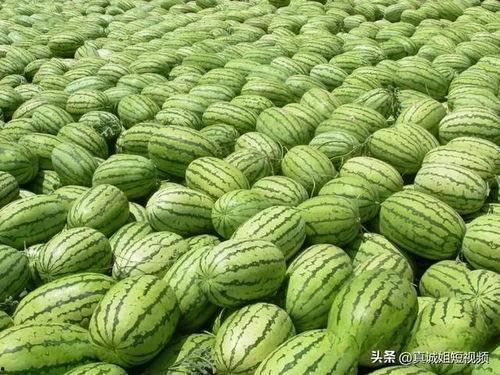 瓜贩子吃西瓜视频,揭秘西瓜新鲜度与口感之谜