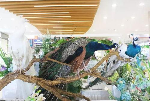 商场吃瓜图片,揭秘日常生活中的趣味瞬间