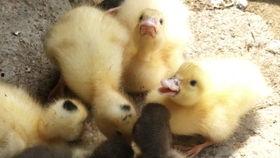 复读鸭吃瓜,揭秘娱乐圈幕后故事