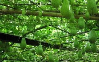 佛手瓜是广东哪里人吃的,广东人餐桌上的绿色佳肴