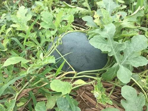 吃瓜n种说法,吃瓜群众视角下的n种说法解析