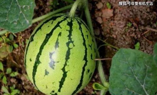 地里吃的瓜,探寻地里的美味宝藏