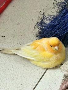 吃瓜小鸟倒挂教学,揭秘校园里的趣味教学新风尚