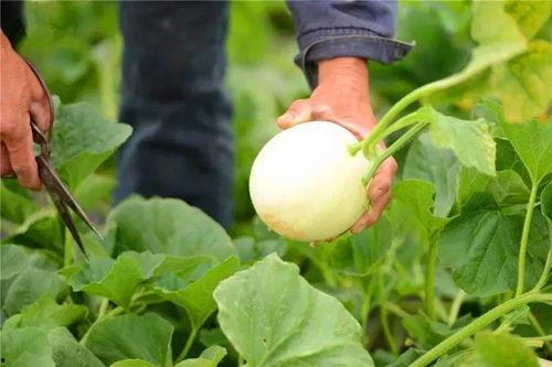 陕西吃瓜牟利,揭秘网络红利的背后真相