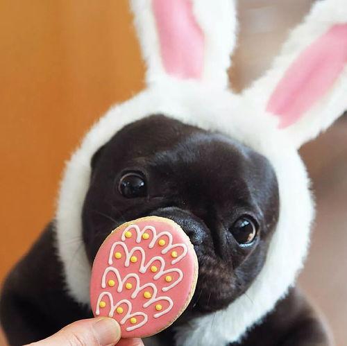 法斗吃瓜完整视频