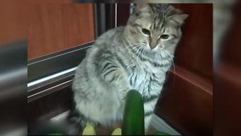 吃瓜小猫原视频,一场萌宠界的欢乐盛宴