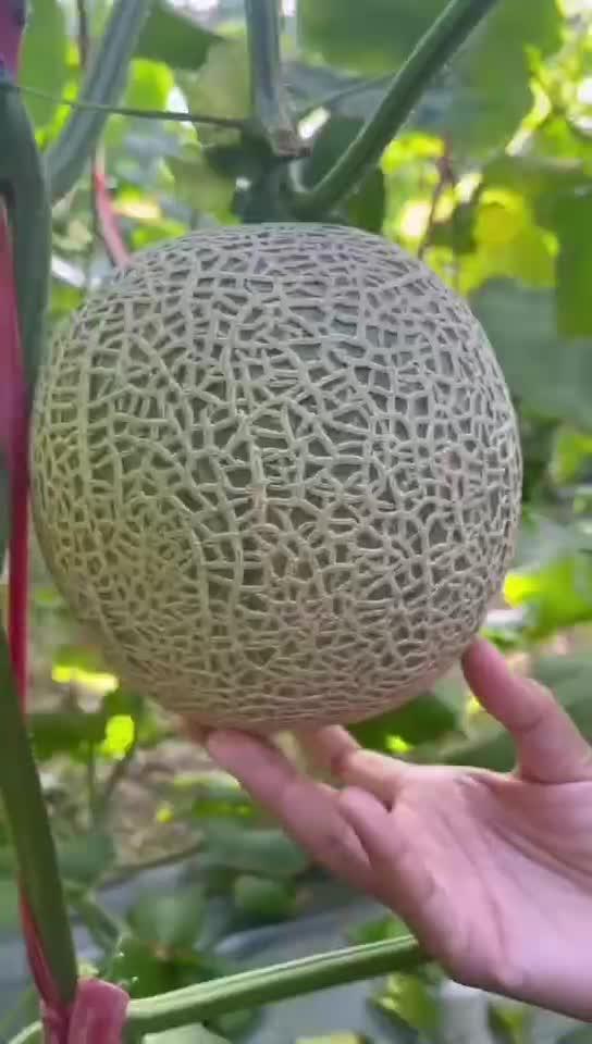 海南密瓜怎么吃,海南密瓜的多样食法探索