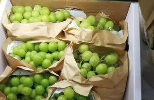 国产吃瓜精品,揭秘娱乐圈幕后风云