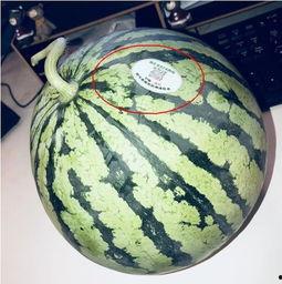 漳州网红吃瓜,揭秘当地美食圈热辣话题