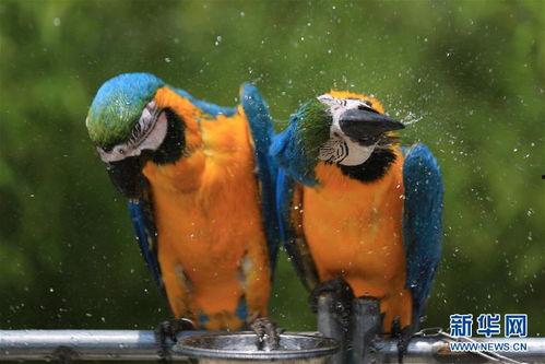 动物吃瓜的照片图片,动物们的“甜蜜”美食时光