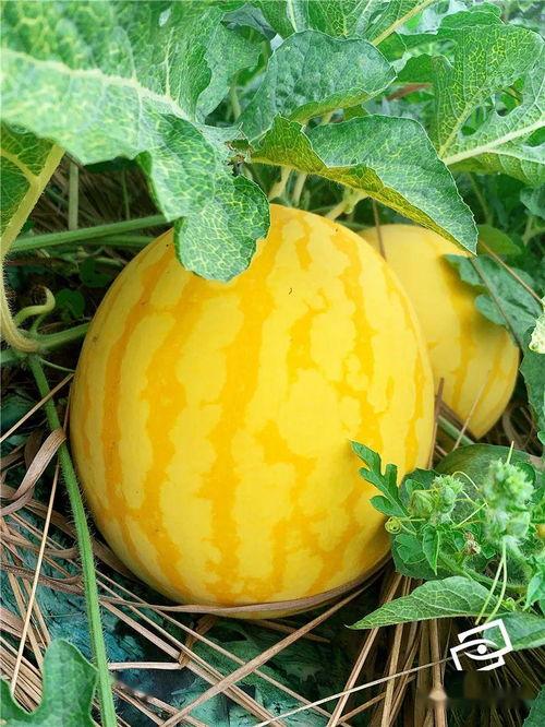 海中吃瓜,一场别开生面的吃瓜盛宴