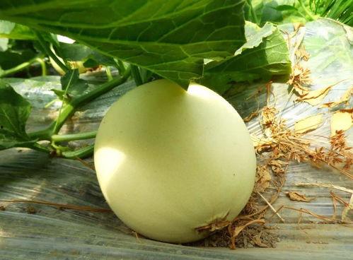 网络吃瓜在哪吃,揭秘各大热门平台瓜田