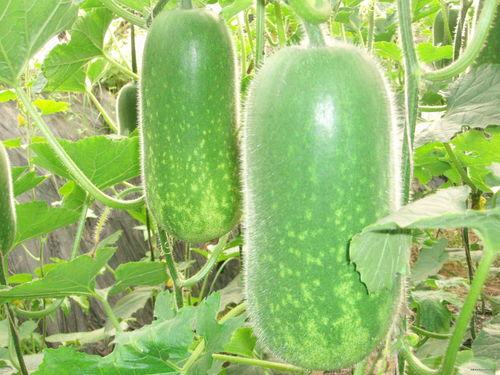 玱炫吃瓜,揭秘娱乐圈幕后真相