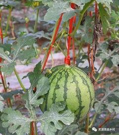 吃瓜送福利,揭秘娱乐圈幕后故事