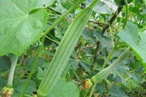 吃瓜不识藤蔓,探寻网络热词背后的文化现象