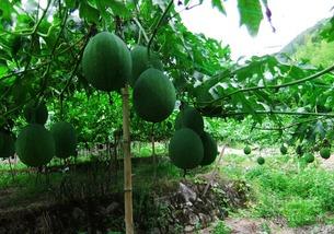 黑皮吊瓜怎么吃,解锁美味新体验