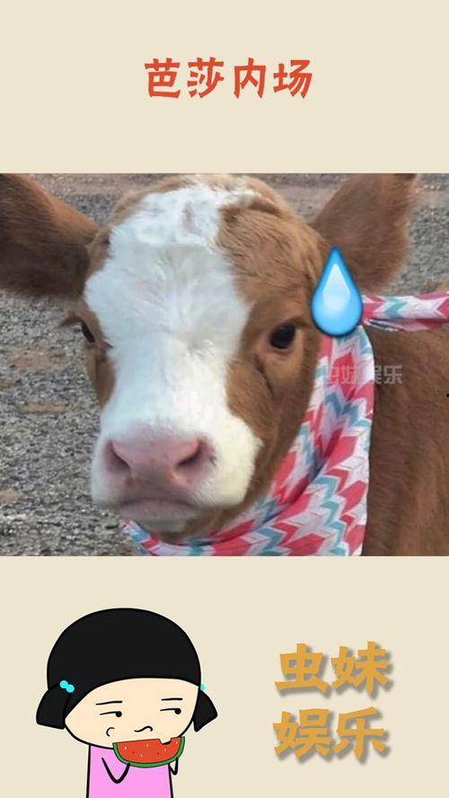 抖音吃瓜付钱,付钱解锁精彩瞬间