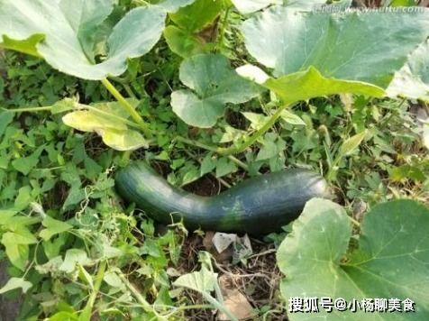 吃兰瓜的攻效,养生保健的绿色佳品