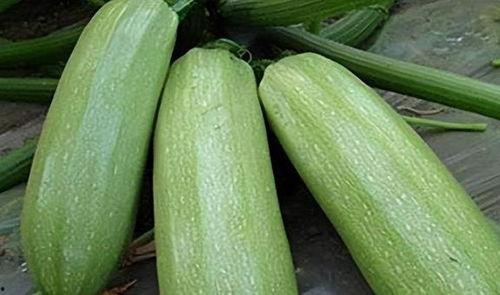 一瓜二吃更简单,轻松解锁美食新境界