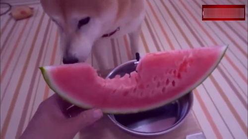 每天吃瓜视频播报,揭秘娱乐圈新鲜事