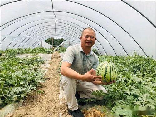 做梦吃不熟的瓜,瓜熟蒂落，美味尽享