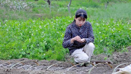 金灿灿吃瓜视频,揭秘娱乐圈幕后故事