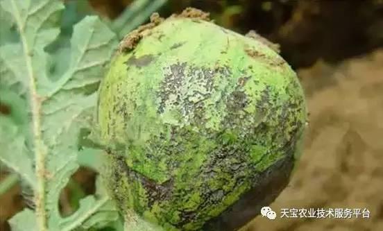 吃瓜现场深度解析