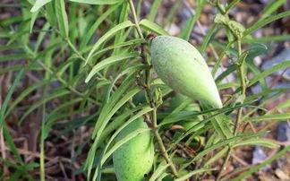 儿童吃瓢瓜,瓢瓜的营养与美味探索