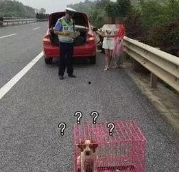 带你吃瓜解说奇葩公路,奇葩公路奇观，揭秘交通建设中的趣味与挑战