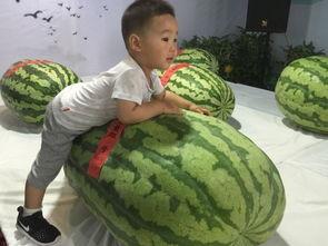 吃瓜群众社会王,揭秘网络舆论场的“瓜农”传奇